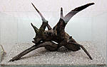 IMG 4251