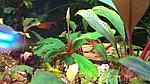 Bucephalandra sp. Emerald Carpet 2016 03 13
