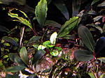 DSCF1735