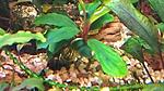 Bucephalandra sp. Brownie Sweet 2016 03 06