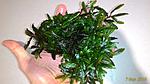 Bucephalandra sp. Kualakuayan 1 2016 03 07