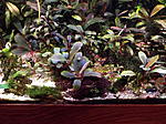 DSCF1736