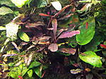 DSCF1732