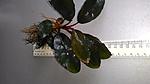 Bucephalandra sp. "Black" Semuntai 2016 03 04