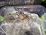 Haplopelma Albostriatum L7 FM