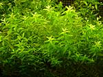   (Hemianthus micranthemoides)2