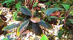Bucephalandra sp. Cherry red 2016 03 13
