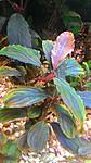 Bucephalandra sp.Brownie Pixy