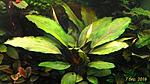 Bucephalandra sp. Pearl Grey 2016 03 07