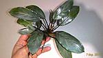 Bucephalandra sp. Dark Silver Grey 2016 03 07