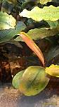 Bucephalandra sp. Copi Susu 2016 03 13