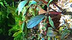 Bucephalandra sp. Dark Achilles  2016 02 16