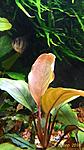 Bucephalandra sp. Red flare 2016 03 13