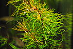 DSC 0015