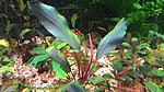 Bucephalandra sp.Pink Ledy