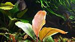 Bucephalandra sp. Red flare 2016 03 13