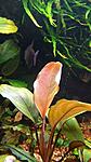 Bucephalandra sp. Red flare 2016 03 12
