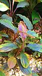Bucephalandra sp.Brownie Pixy  Bucephalandra sp.Ulysses 2016 02 16