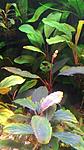 Bucephalandra sp.Brownie Pixy 2016 03 07