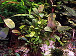 DSCF1754