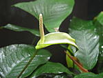 Anubias barteri Schott var. caladiifolia Engler