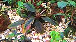 Bucephalandra sp. Cherry red