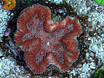 Lobophyllia spp