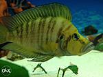 263765270 1 644x461 altolamprologus kompressitsepsaltolamprologus compressiceps gold head kiev[1]