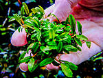 DSCF3407