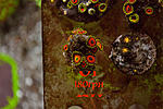  Dragon Eye15