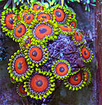  Zoa 21