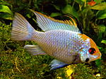 Microgeophagus ramirezi "Electric Blue"