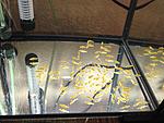 IMG 4472