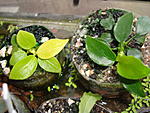 Anubias barteri var. nana "Golden "und"Bonsai" .