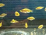 263765270 5 644x461 altolamprologus kompressitsepsaltolamprologus compressiceps gold head kievskaya oblast[1]