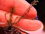 Jungermannia Pseudocyclop