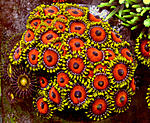  Zoa42
