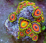 Zoa18