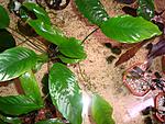 A. barteri var. glabra (A. lanceolata)