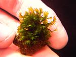 Fissidens sp. Mallorca