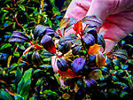 Sherry (Circuli Purpurascentibus)
