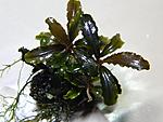 DSCN6132