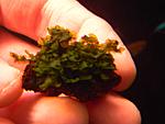 Loxogramme s."Wave moss"