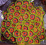  Zoa60