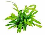   (Sagittaria spec)