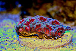  Acan larg