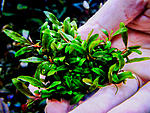 DSCF3406
