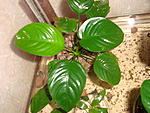 A. barteri var barteri Broad Leaf - .