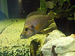  - Altolamprologus Compressiceps