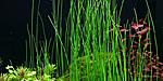   (Eleocharis sp. "Xingu")